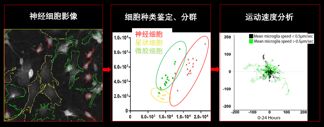 1、無標(biāo)記神經(jīng)細胞共培養(yǎng).png