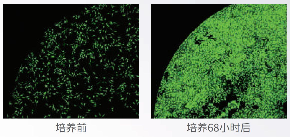 應(yīng)用1：長(zhǎng)時(shí)間活細(xì)胞成像.png